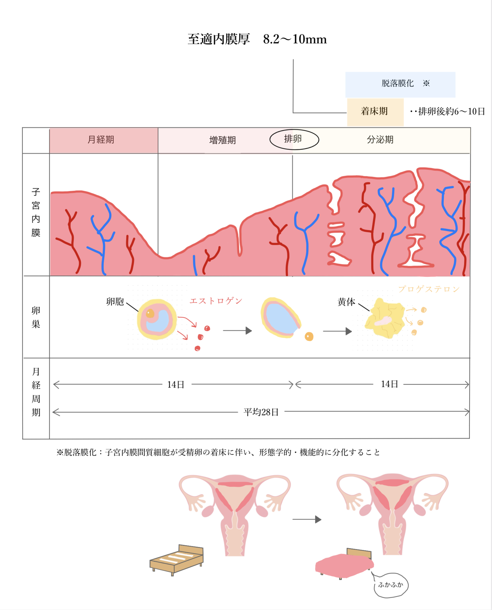 子宮 内 膜 を 厚く する 方法
